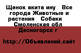 Щенок акита ину - Все города Животные и растения » Собаки   . Смоленская обл.,Десногорск г.